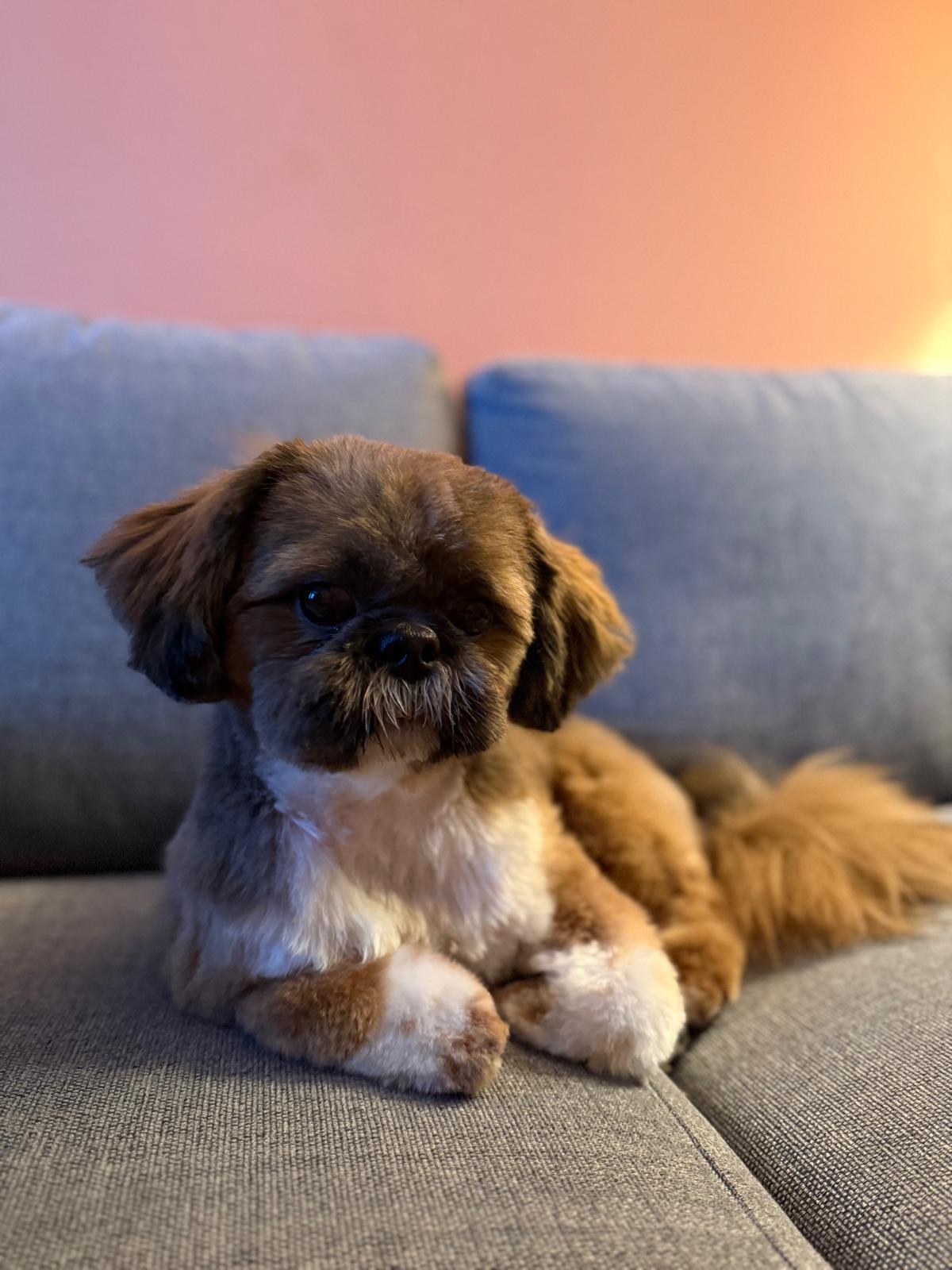 Hugo